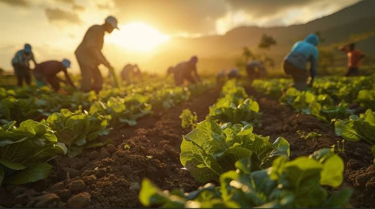 Farmers working among rows of lettuce at sunset